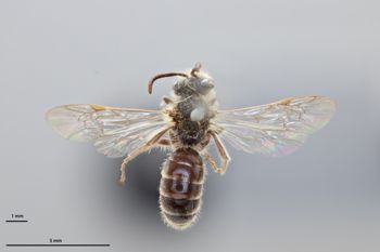 Media type: image;   Entomology 739459 Aspect: habitus dorsal view